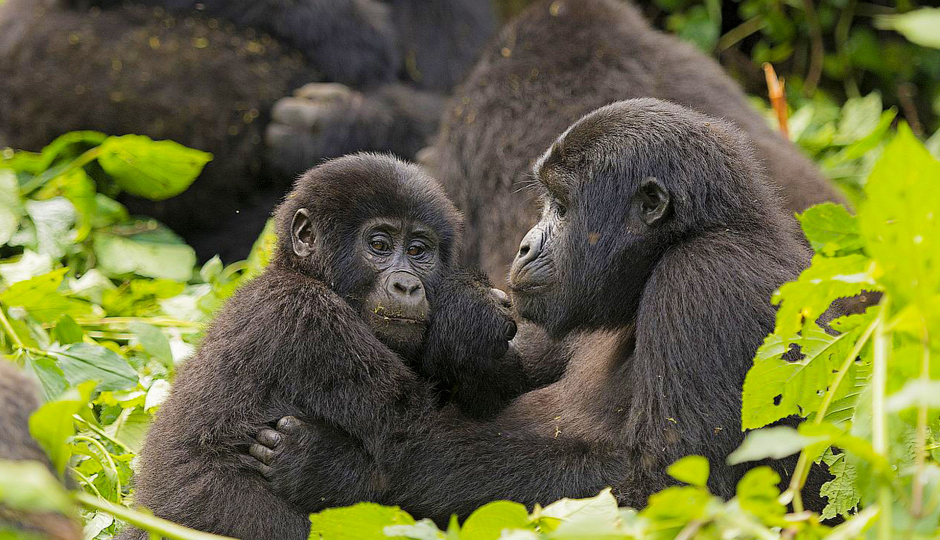 Slides Images for 3-days  Bwindi Gorilla Trekking Safari