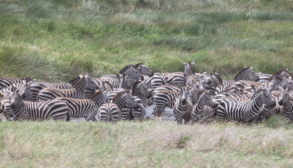 Slides Images for 6 Days Serengeti Migration  