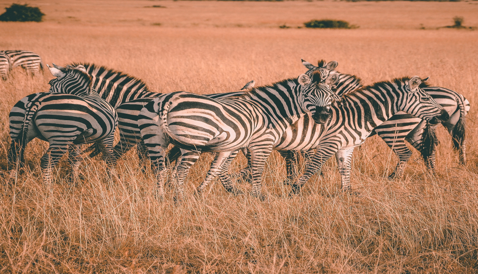 Slides Images for  5 Days Tanzania Serengeti Migration 