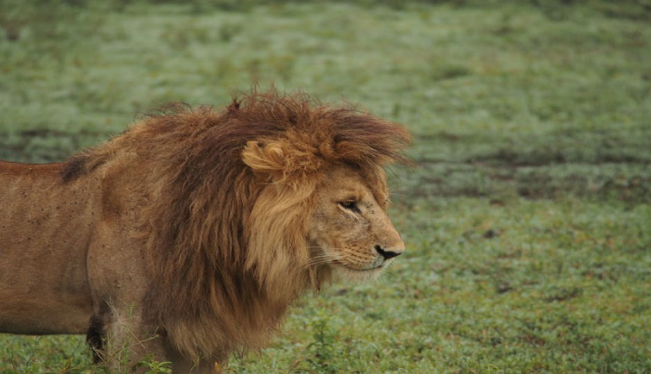 Slides Images for 5 Days Serengeti Safari 