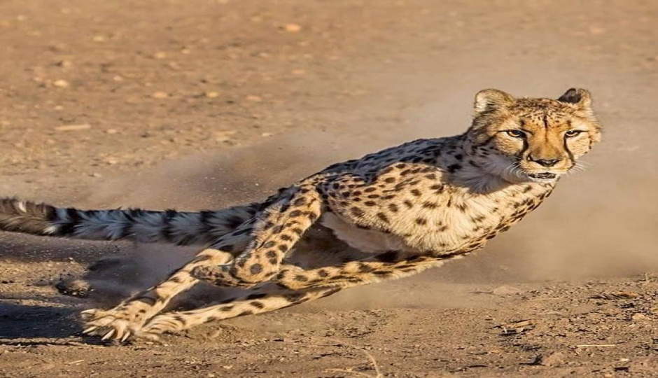 Animal Migration Safari In Kenya 