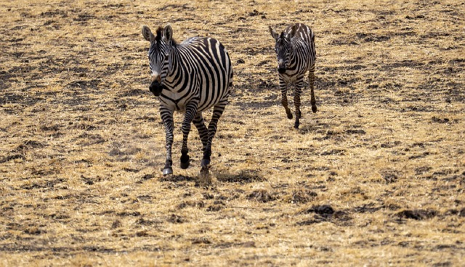 Slides Images for 4- Days Lovely Tanzania Safari