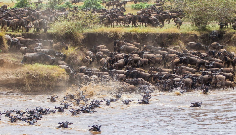 Slides Images for 7-day Serengeti Wildebeest Migration Safari