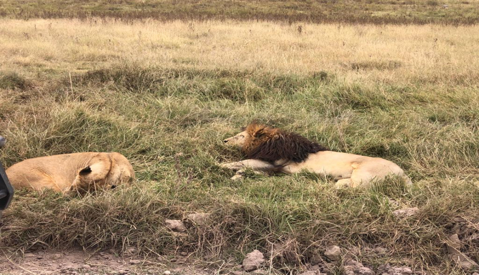 1 Day Serengeti National Park Safari