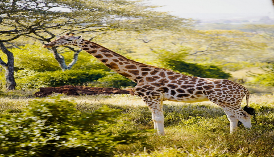 Slides Images for Tanzania 3 Days Safari 
