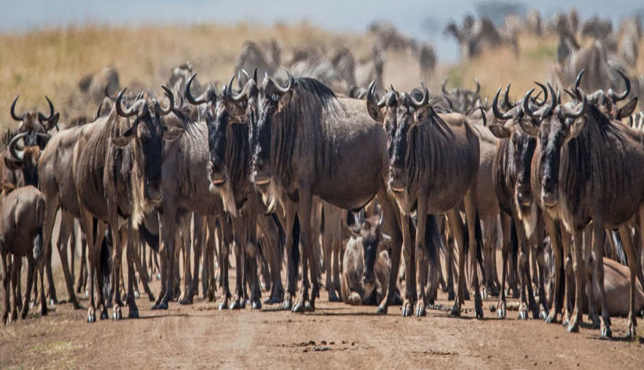 Slides Images for 10 Days Safari - Northern Tanzania