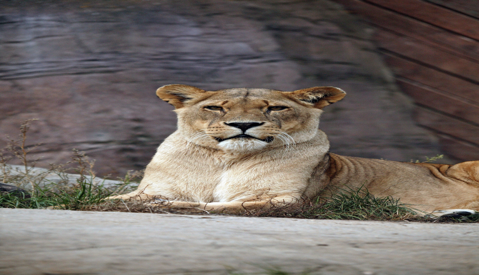 Slides Images for 5 Days Serengeti Migration Tour