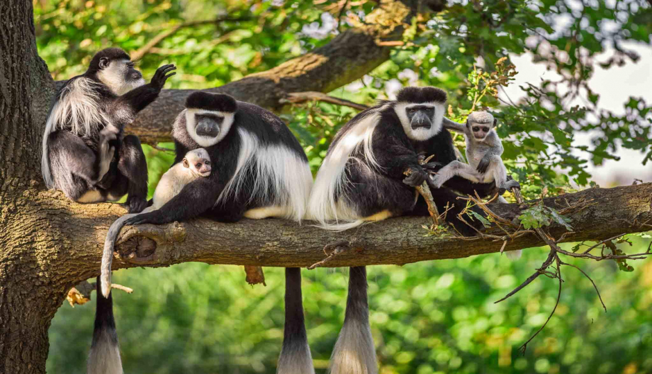 Arusha National Park Day Trip