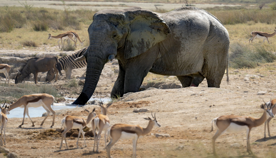 Slides Images for 2-day Tanzania Short Safari