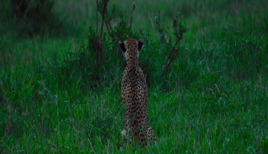 Slides Images for 3 Days Serengeti Migration Fly In 