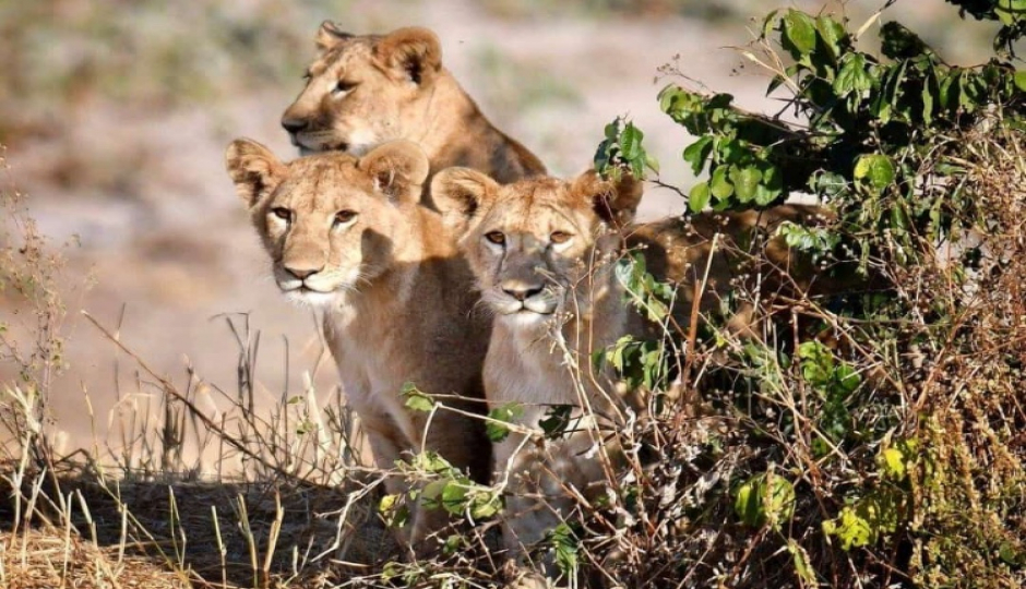 Slides Images for  Serengeti And Ngorongoro Safaris