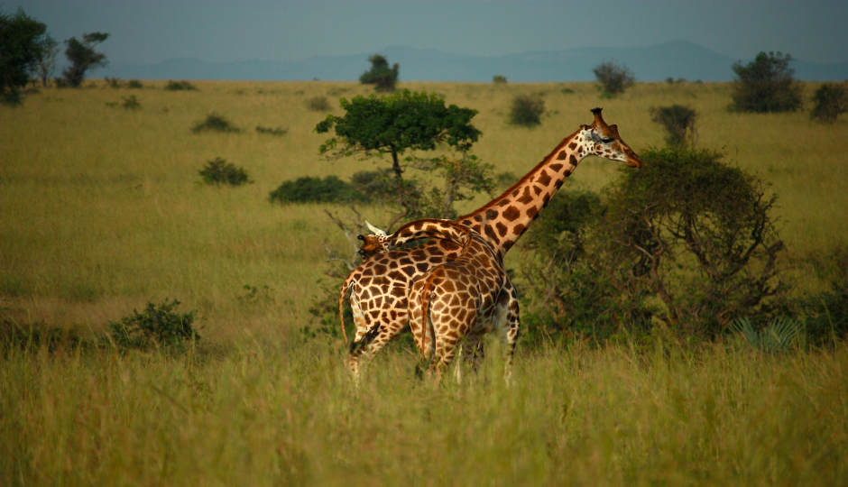 Slides Images for 6 Days Serengeti Migration