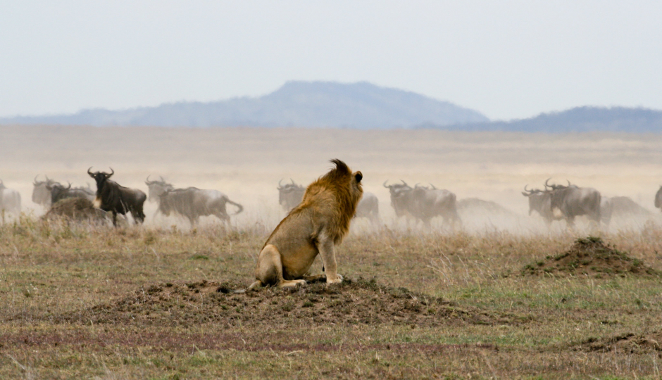 Slides Images for  Ngorongoro, Serengeti & Lake Manyara