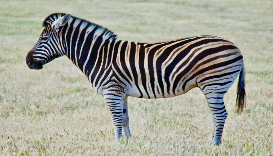 Slides Images for 6 Days Tanzania Private Safari