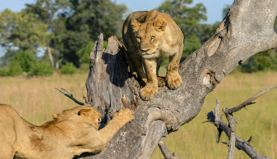 Aventura En Tarangire Y Ngorongoro