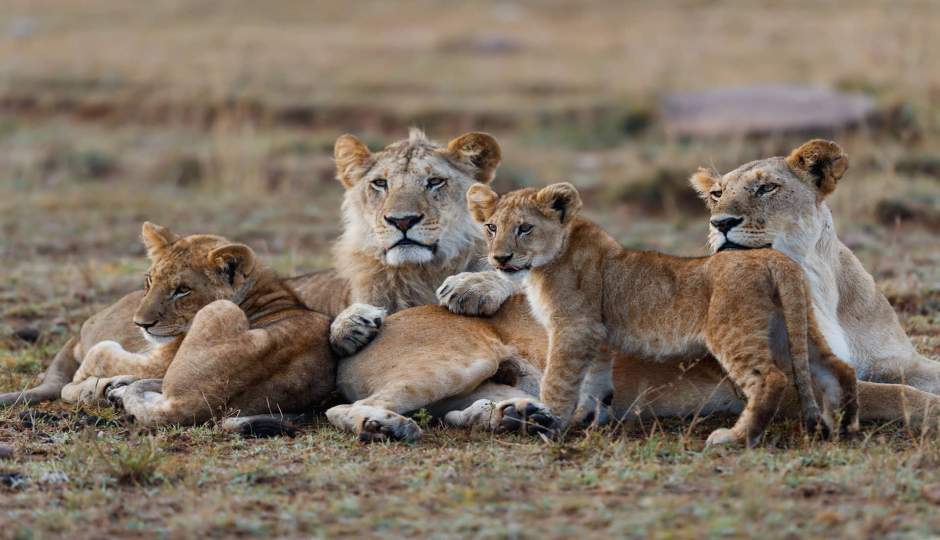 6 Days Tanzania Family Safari Holiday