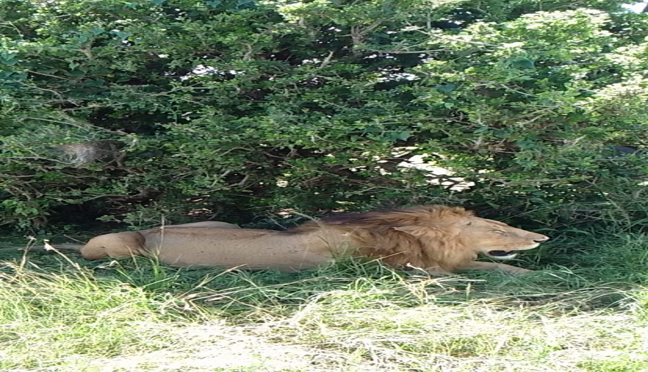 Slides Images for    3 Days Masai Safari