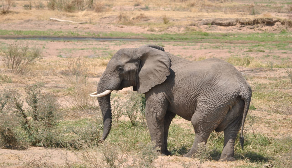 Slides Images for Mikumi National Park And Maasai Village