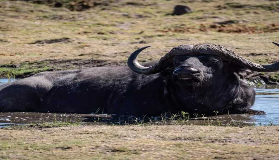 Slides Images for Quick Amboseli Escape: A 2-day Safari Adventure