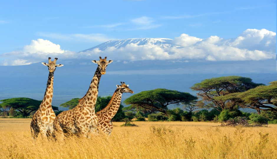 Slides Images for Wildlife  Safari