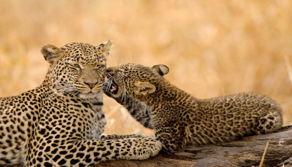 Slides Images for 12 Days Tanzania Luxury Big Cats Safari