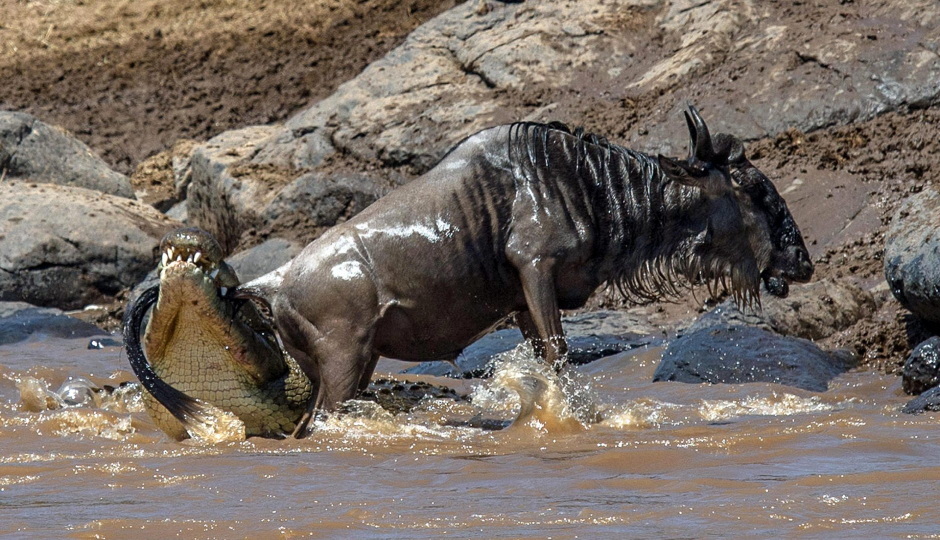 Slides Images for 9-day Wildebeest Migration Safari