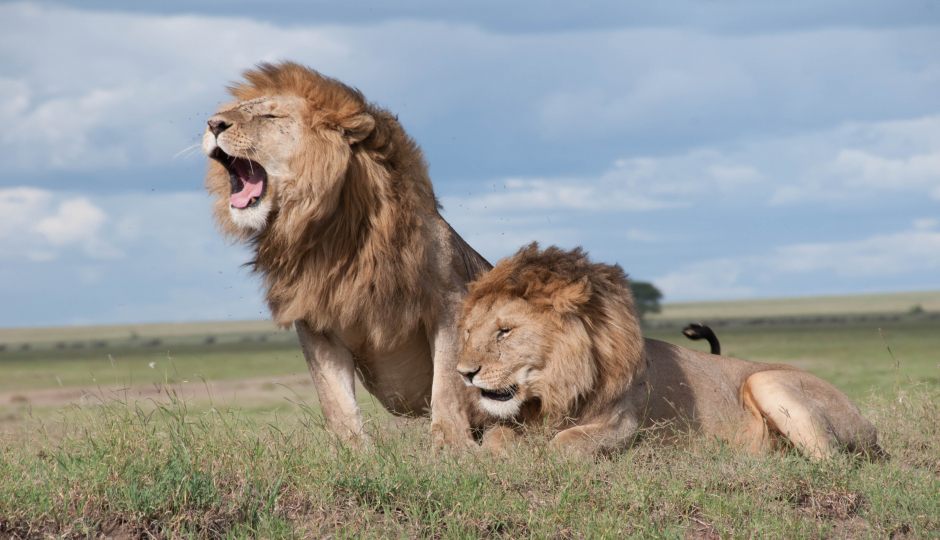 Slides Images for 6 Days Serengeti Migration