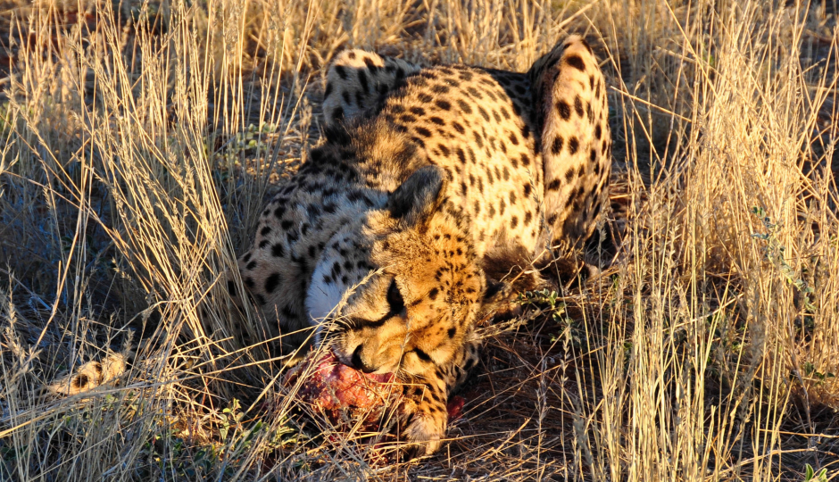 Slides Images for 4 Days Great Western Serengeti  Safari