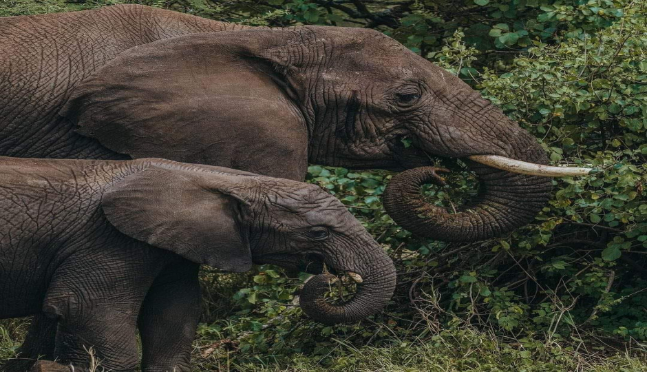 Slides Images for  8 Days Tanzania’s Serengeti And Katavi
