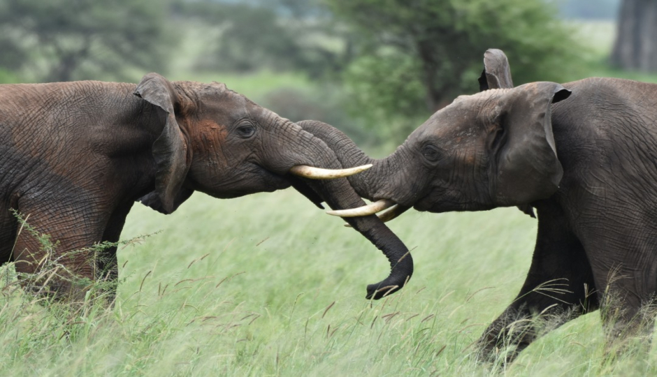 Slides Images for Serengeti Fly-in Safaris