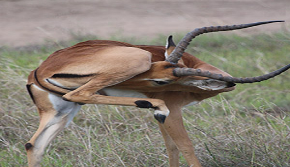 Slides Images for Great Ruaha Wildlife Safari