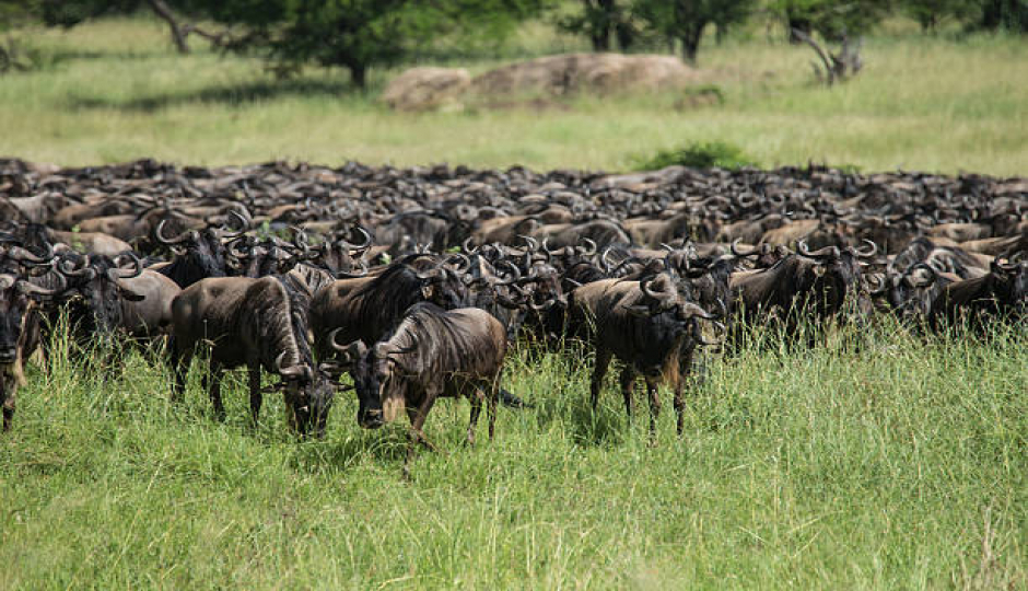 Best 3 Days Serengeti Safari