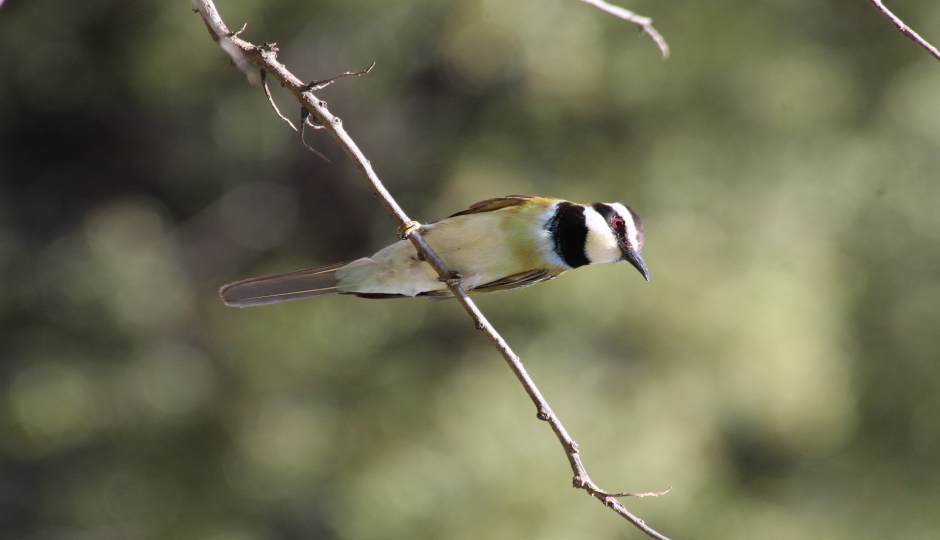 2-days Birdwatching Safari Selous Gr