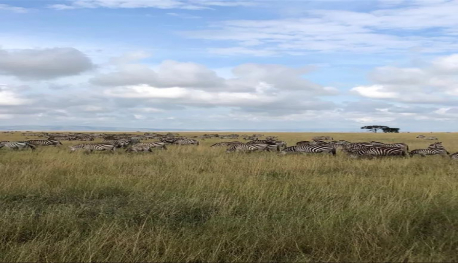 Slides Images for  Serengeti & Lake Manyara   