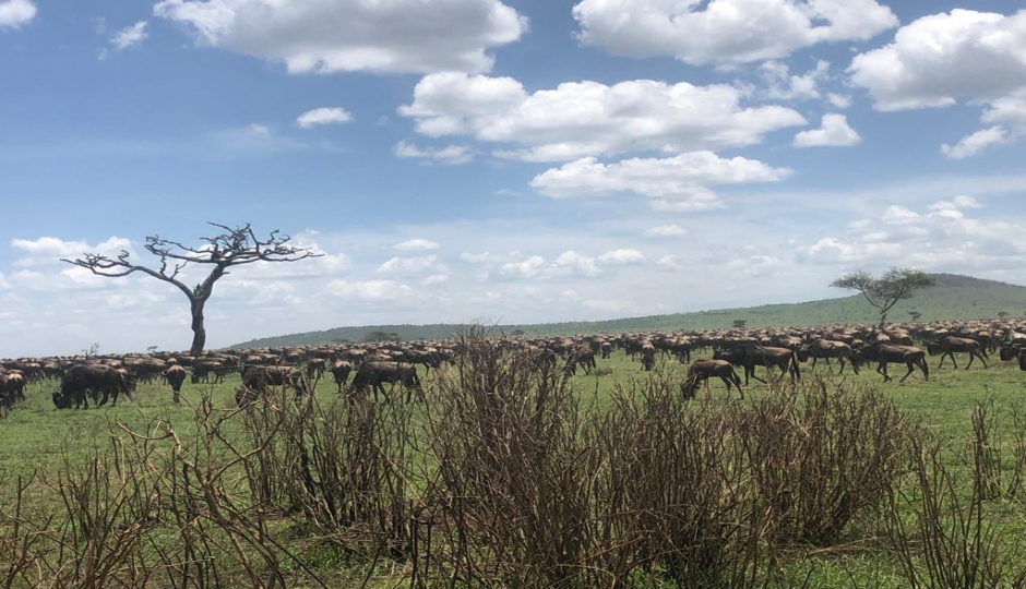 Slides Images for 8 Days Serengeti Migration Safari