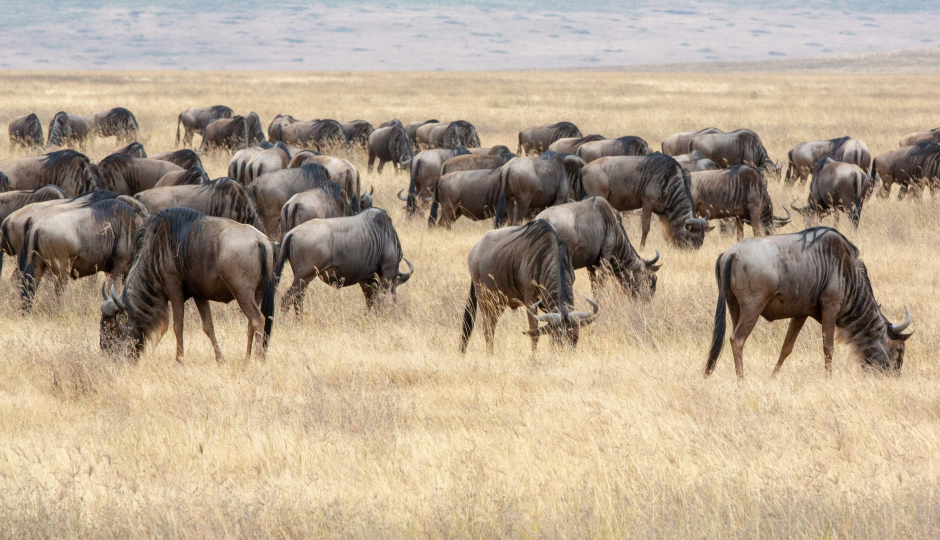 5 Days Tanzania Luxury Lodge Safari 