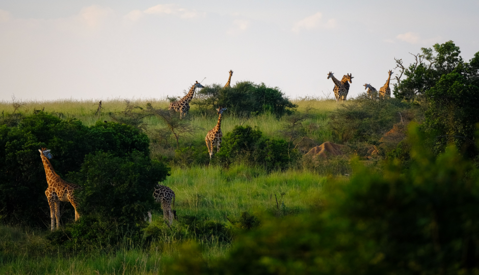 Slides Images for 6 Days Serengeti Safari