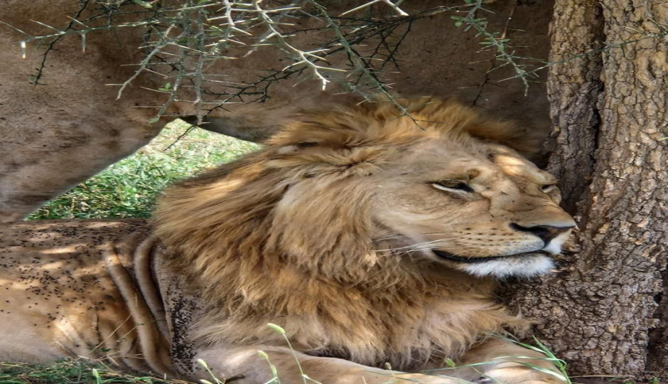 Slides Images for 3 Days Tarangire, Manyara And Ngorongoro Crater 