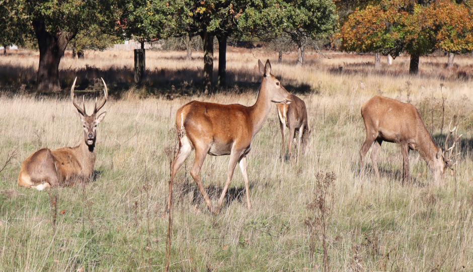 Slides Images for 6 Days Of Great Wildebeest Migration