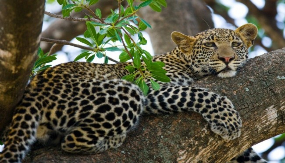 Best 2 Days Tanzania Safari from Arusha