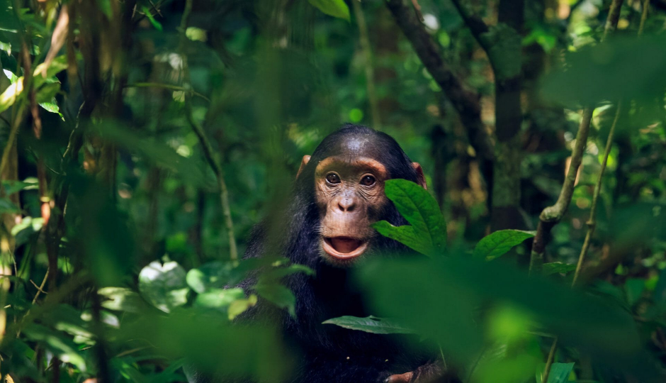 Slides Images for Memorable Uganda Safari