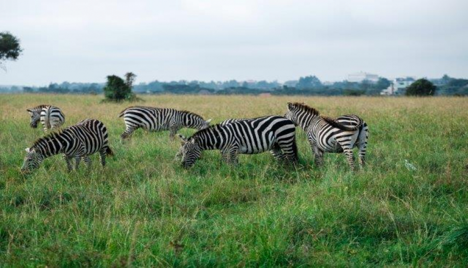 Slides Images for 1 Day Tanzania Sharing Safari-manyara