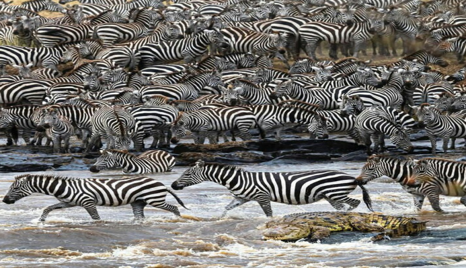 4-days Great Serengeti Migration