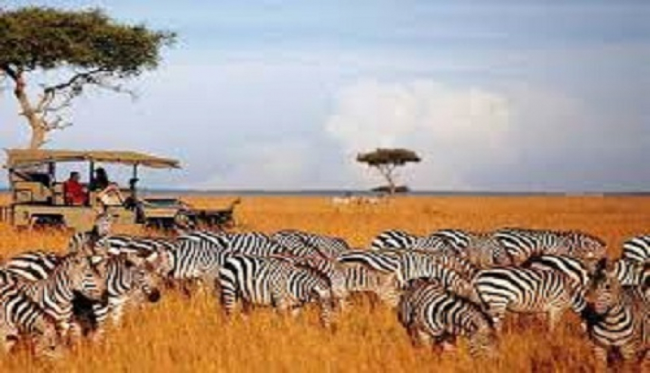 Best 9 Days Serengeti Migration Safari