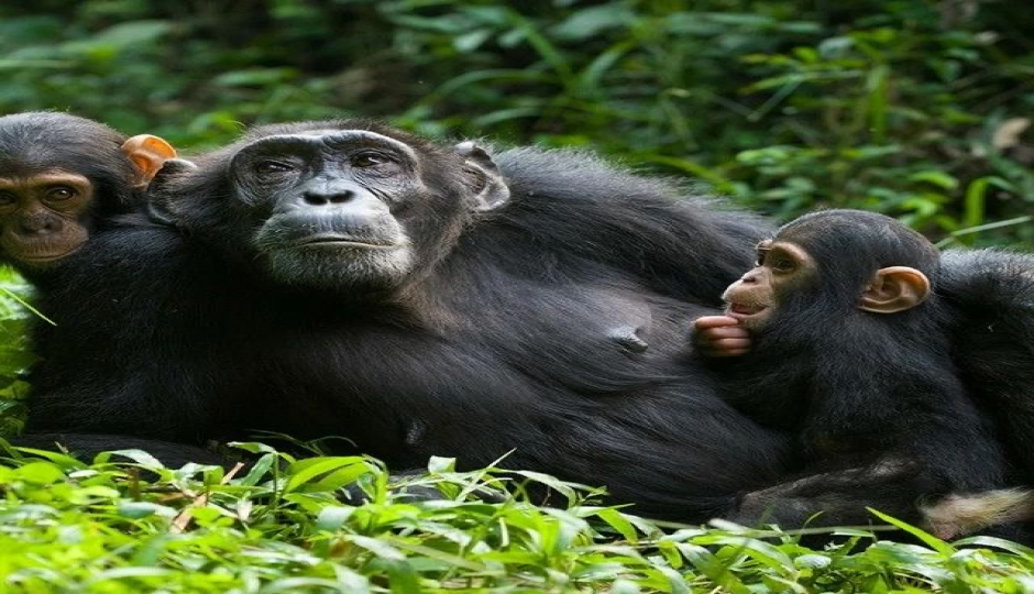 Wonderfully Chimpanzee Trekking