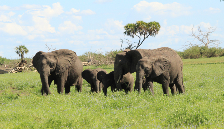 3-day Private Safari To Nyerere/selous