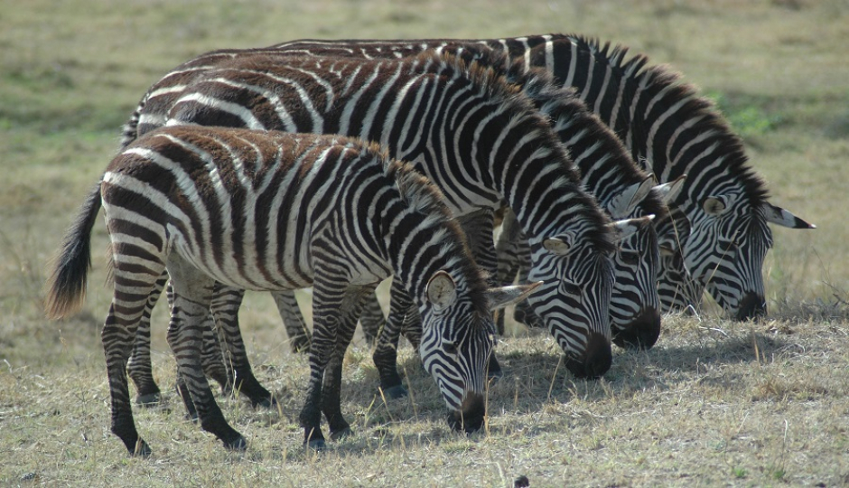 5 Days Tanzania Joining Safari Tour Package