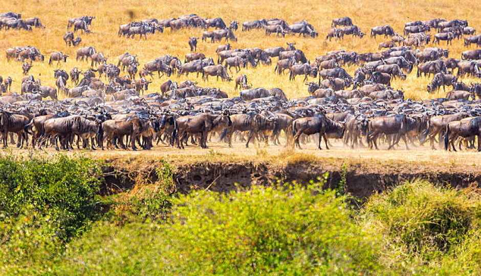 Best 6-day Serengeti Safari From Arusha