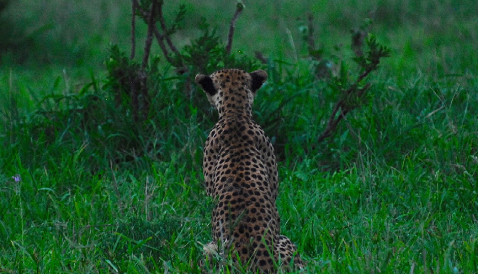 4 Days Tanzania Private Safari  Manyara