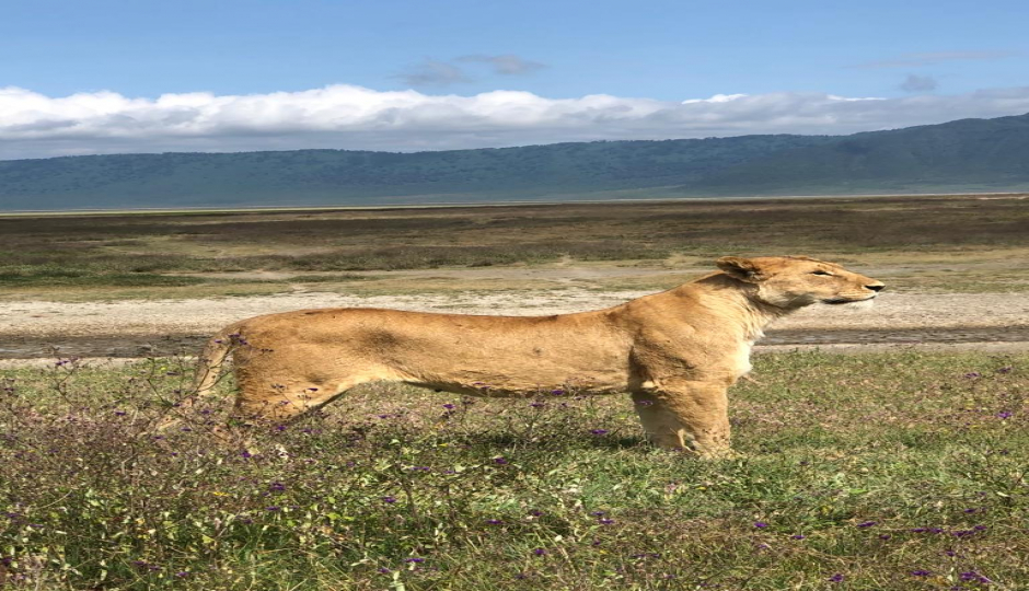 Slides Images for 8 Days Serengeti Migration Safari